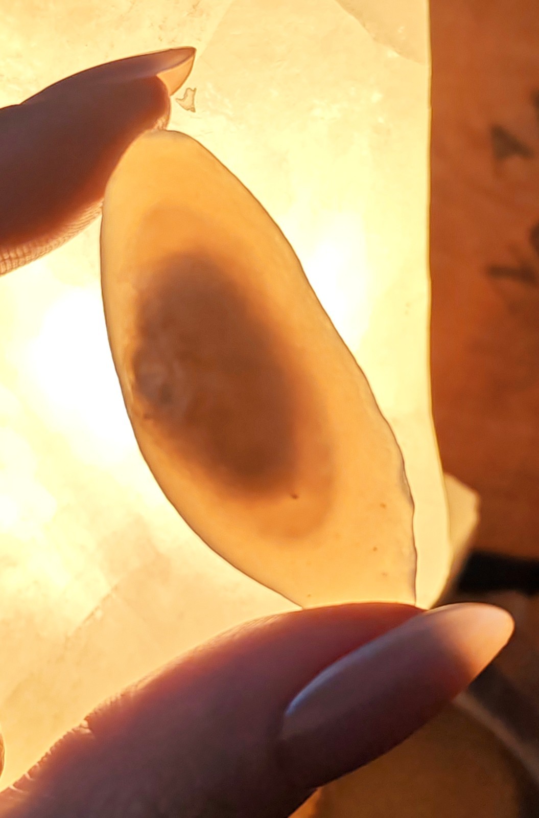 RARE! Gobi Desert Agate With Moving Sand Inclusions Sediment Enhydro Crystal
