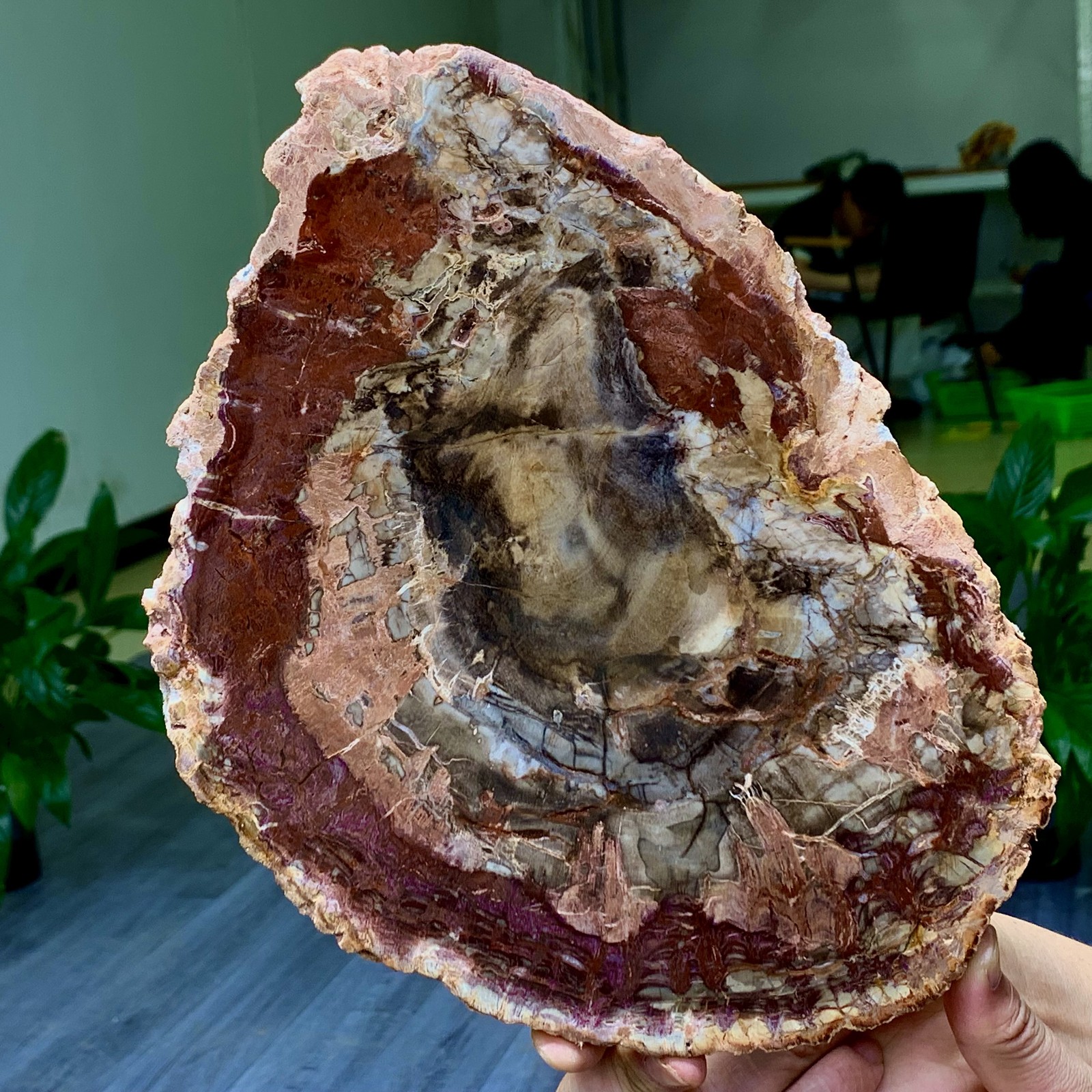 3.31LB Natural Petrified Wood Crystal Fossil Slice Shape Specimen Healing