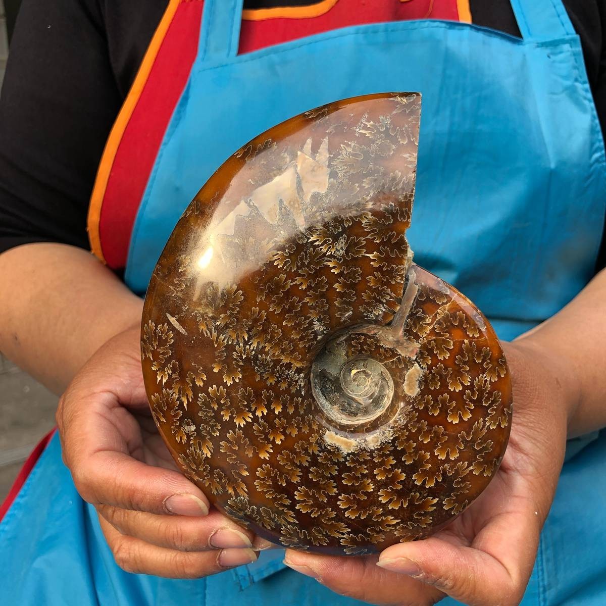 4.2LB 3pc Rare! Natural Tentacle Ammonite Specimen Healing Madagascar