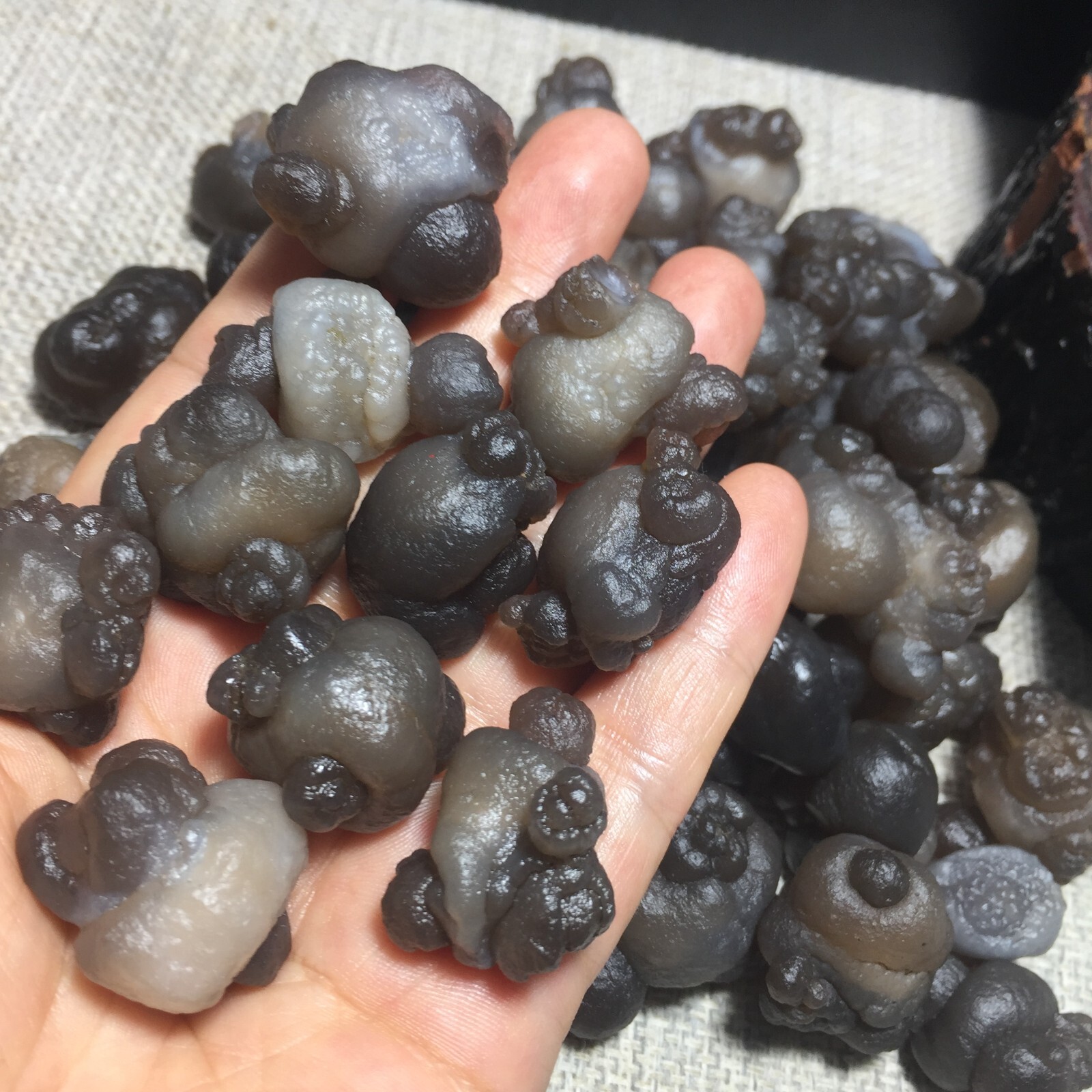 1000g 100pcs Natural Bonsai Suiseki-Gobi Agate panda Eyes Stone-Rare Stunning