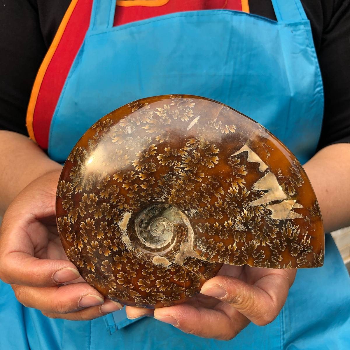 4.2LB 3pc Rare! Natural Tentacle Ammonite Specimen Healing Madagascar