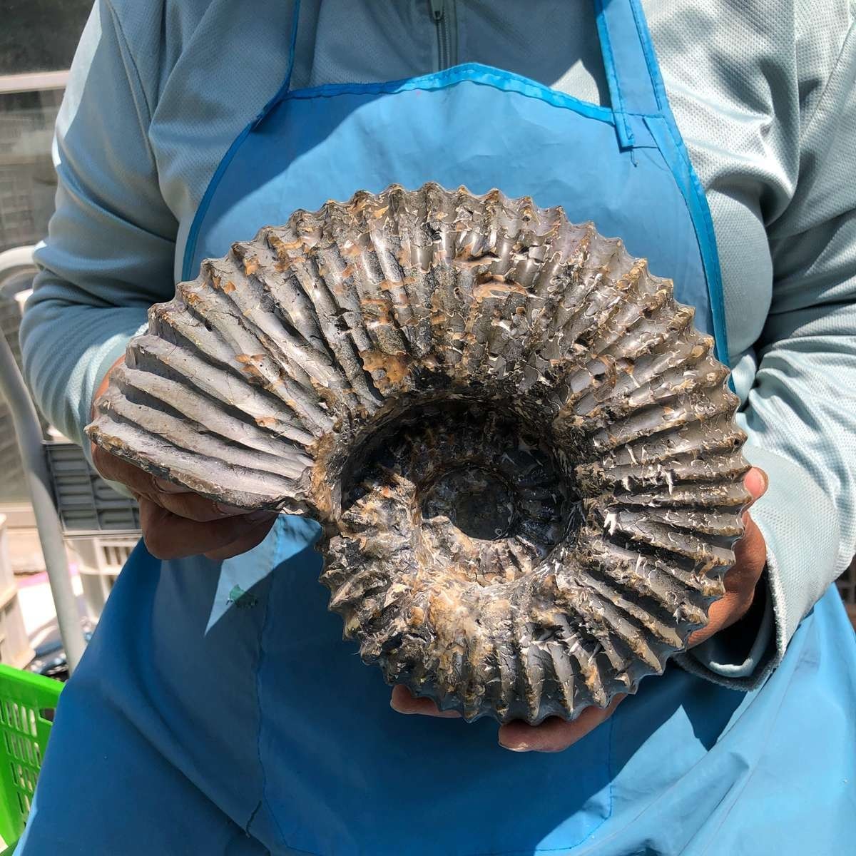 8.84 LB Natural Ammonite Fossil Specimen Home Table Decor Healing Stone 5383