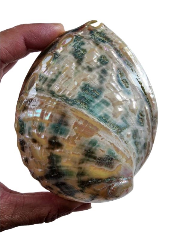 Abalone Seashell Polished Mexico 36.7 grams