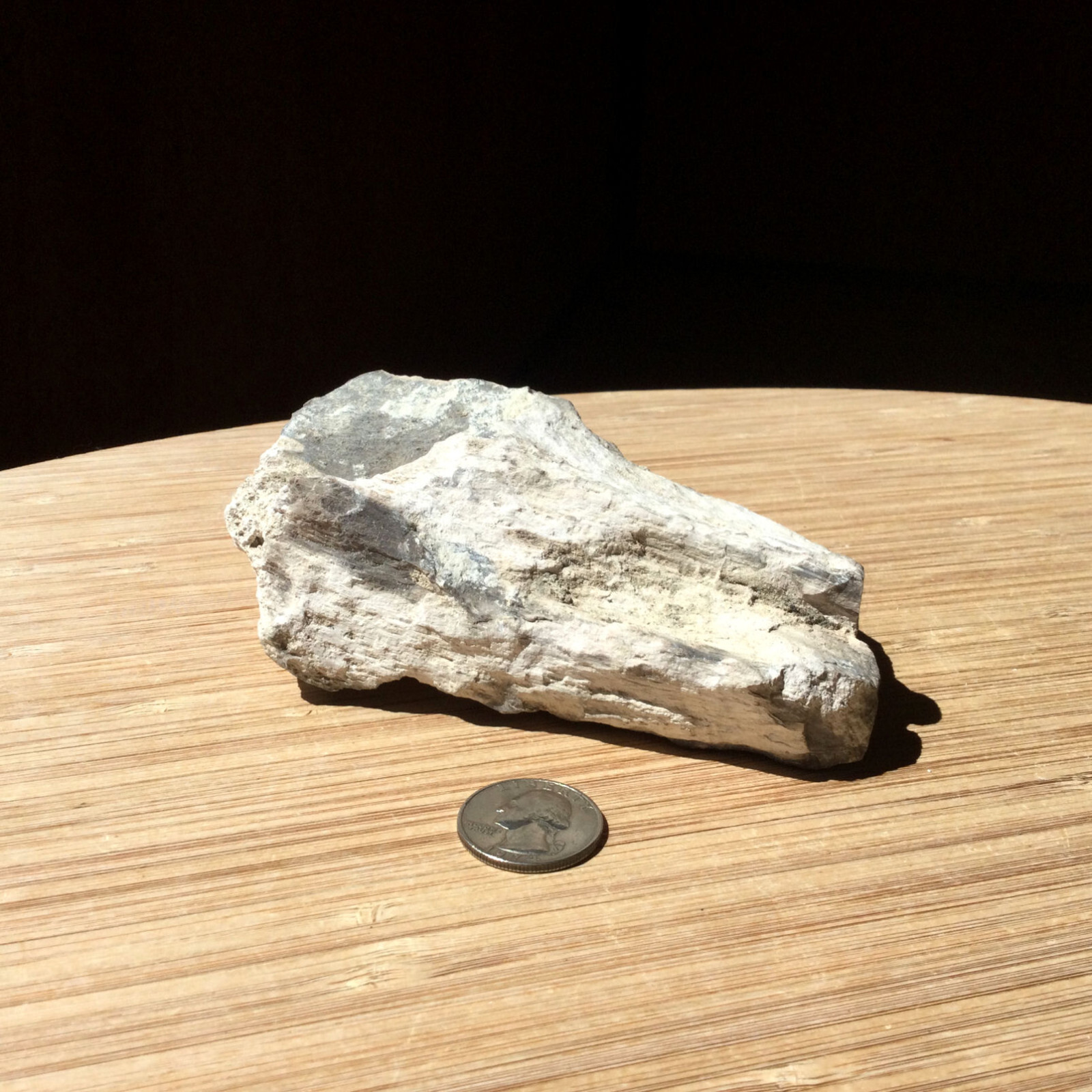 Petrified Wood Rock Specimen Fossil Tree Stone Light Colors Natural Rough 5 inch