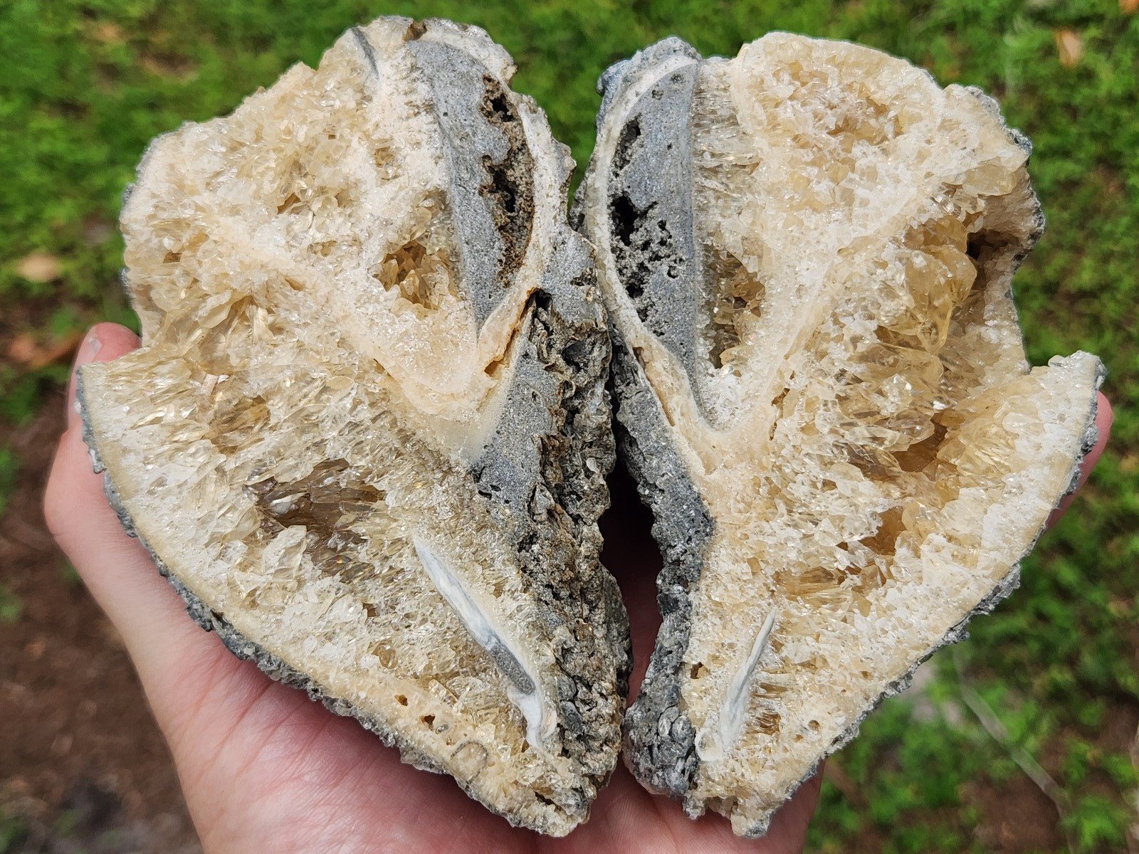 Full Calcite CRYSTAL WHELK Shell Fossil Rucks Pit Florida dogtooth CUT POLISHED