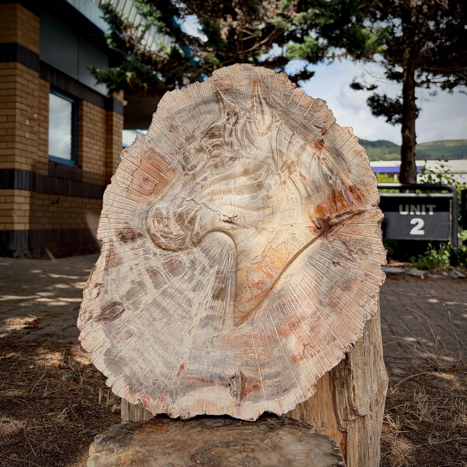 Large Petrified Wood Slice with Horse Carving | Equestrian Gift | 7kg