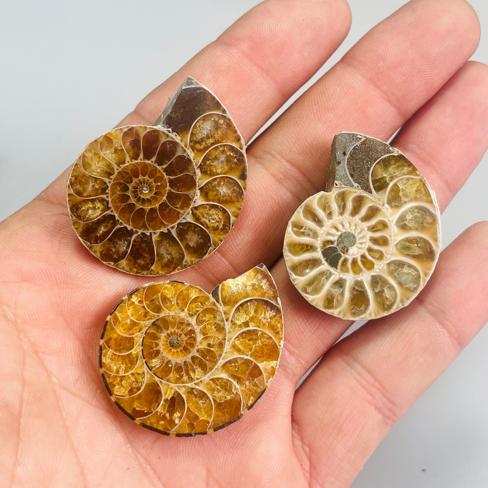 3PC Natural ammonite quartz Quartz Crystal Specimen Reiki Healing Gift
