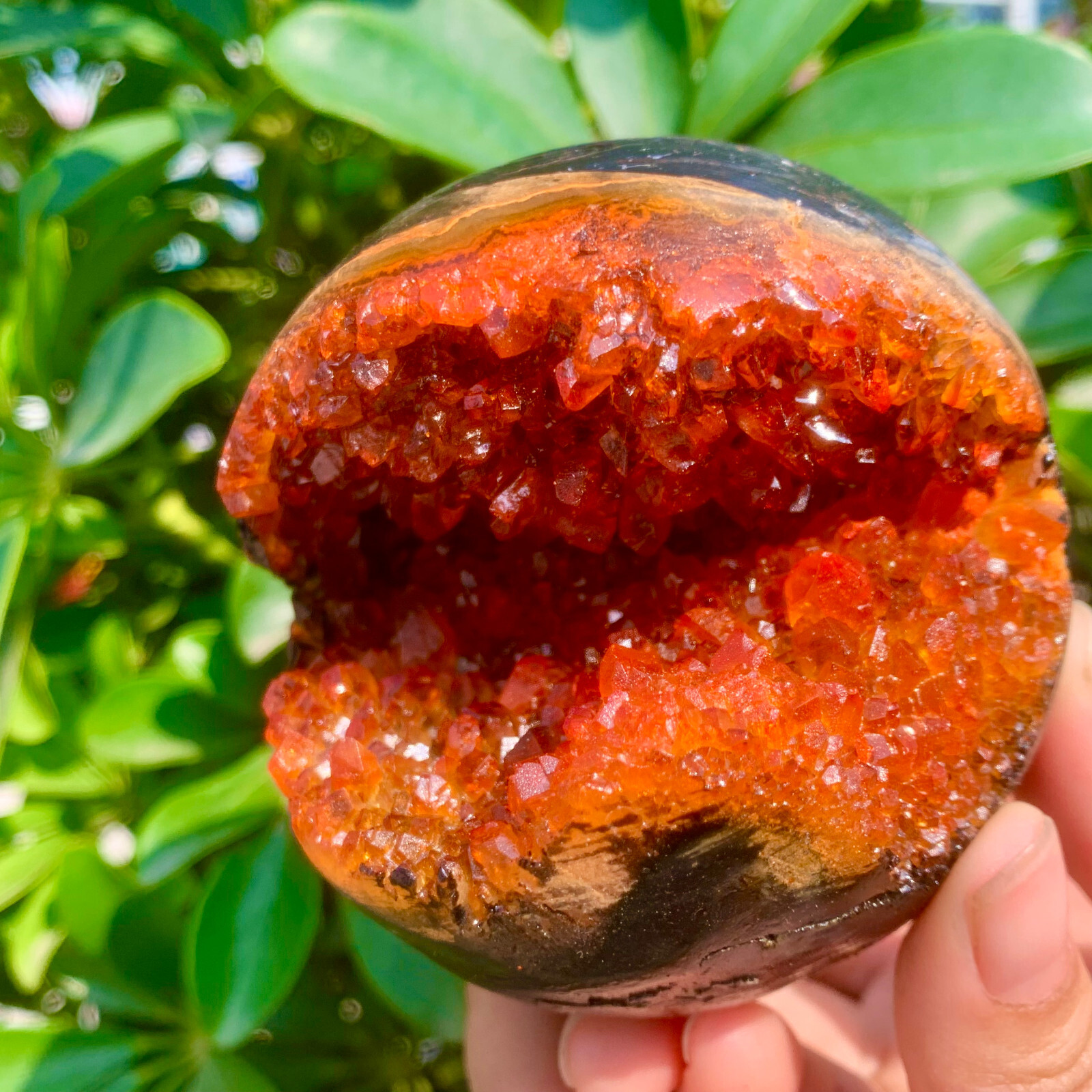 1.26LB Natural Citrine geode quartz crystal open smile sphere Museum Collection