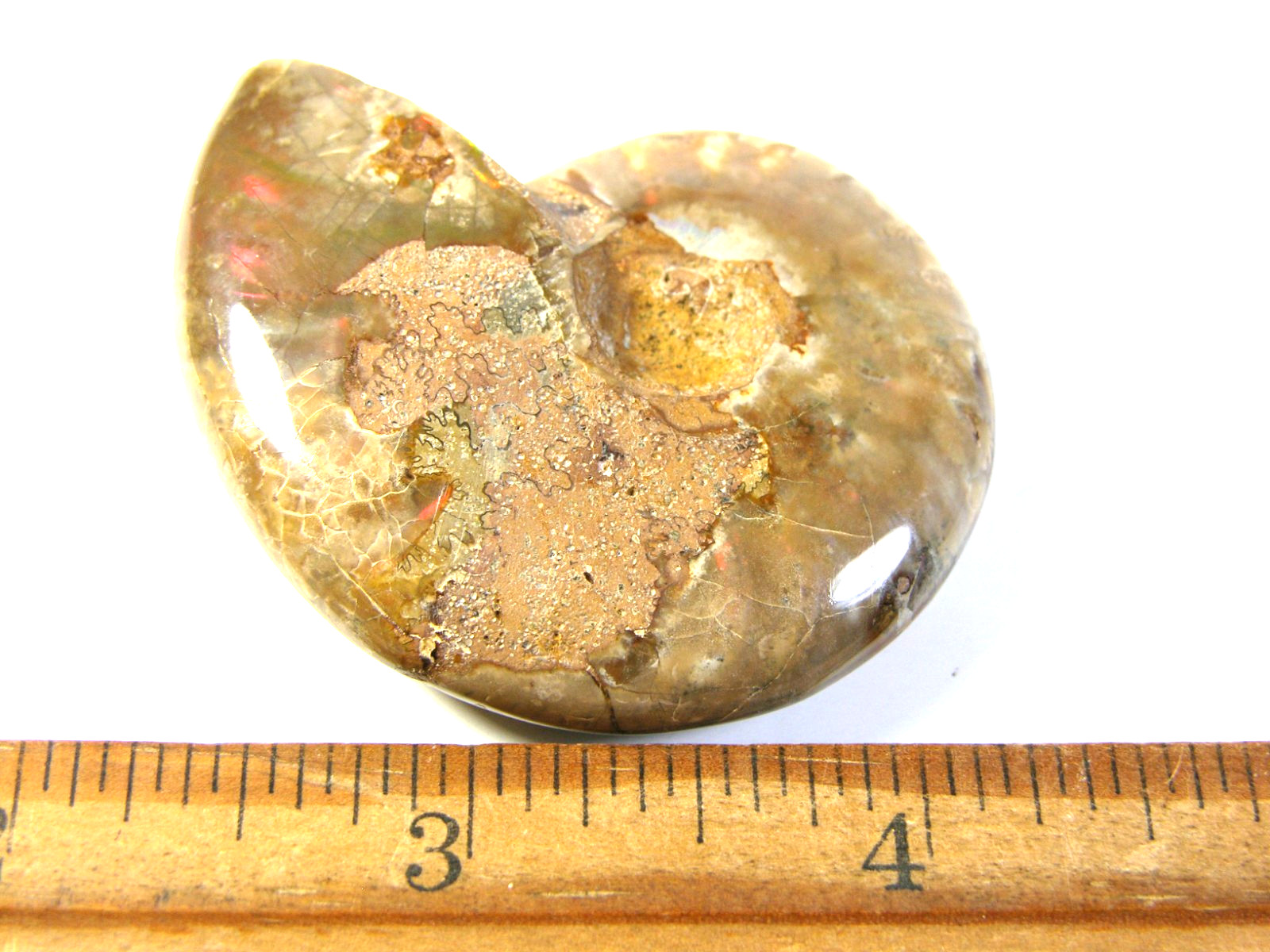 Ammonite fossil polished 2×1 1 /2″ + showing suture &fire Madagascar ms62