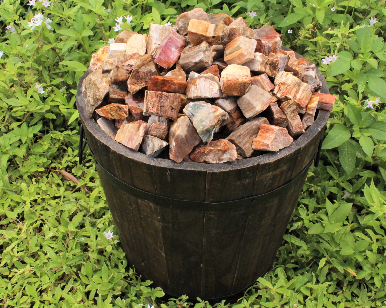 Single LARGE Rough Petrified Wood Crystal, 2-3″ (Natural Raw Petrified Wood)