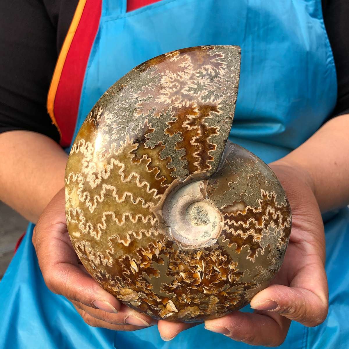 3pieces 1760G Natural Beautiful Ammonite fossil Conch Crystal Specimen 4688