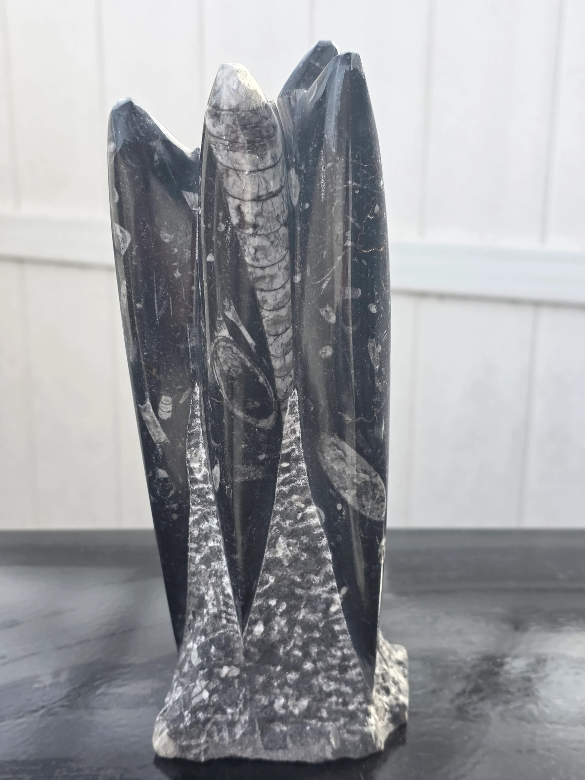 XL orthoceras limestone statue! 4.5 pounds, 9 inches tall, 3.3″ wide