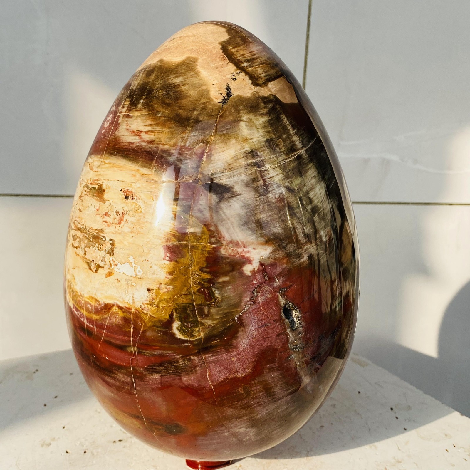 Natural Petrified Wood Egg Quartz Crystal Fossil Mineral 7760g
