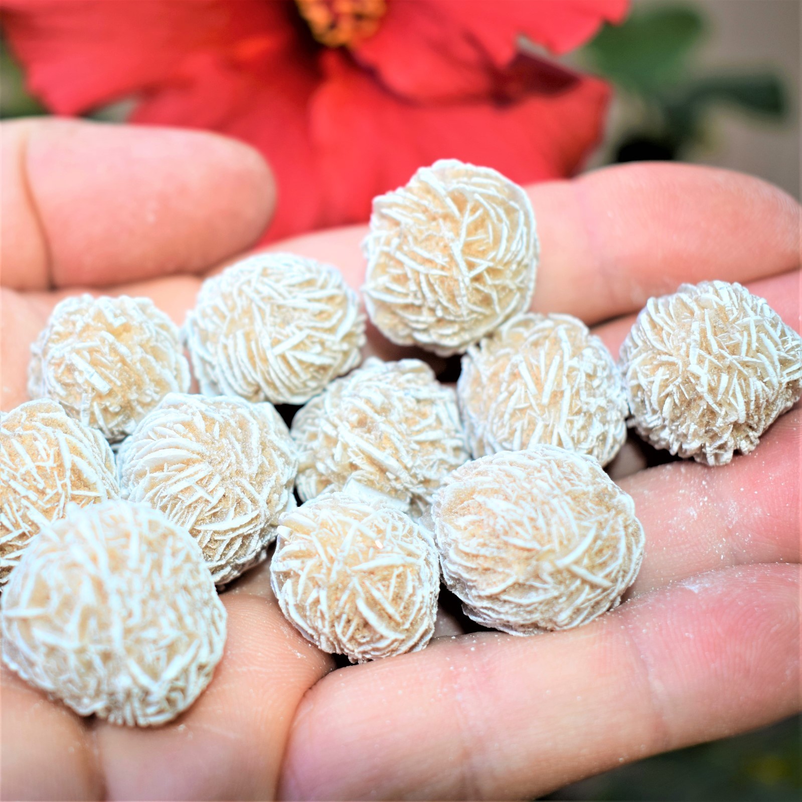 [12] SELENITE Desert Rose Healing Crystals REIKI ENERGY – ZENERGY GEMS™ 1,200cts