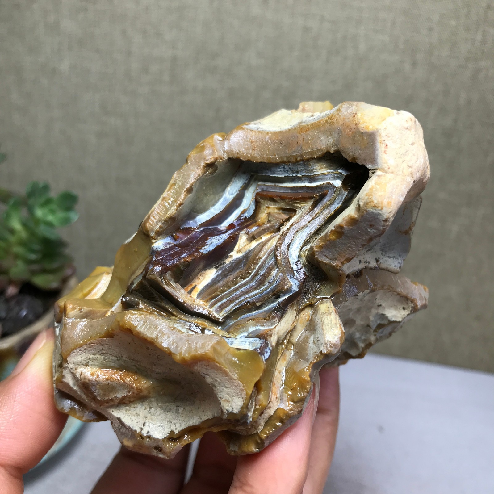 Natural Bonsai Suiseki Gobi Agate Eyes Stone-Stunning original View 316g A5762
