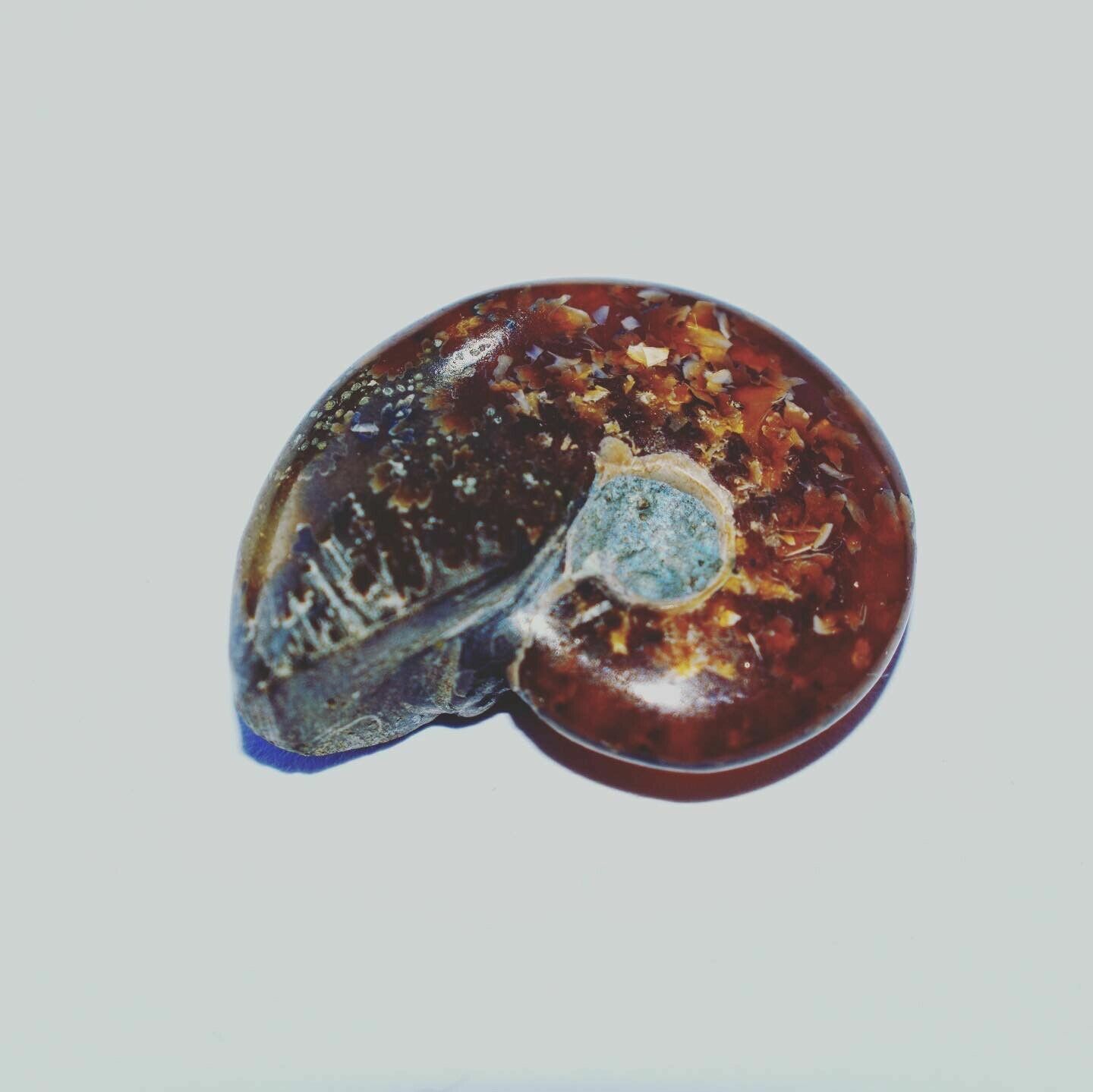 Iridescent Ammonite Natural Ammolite Facet Specimen Fossil fossilized Good Luck