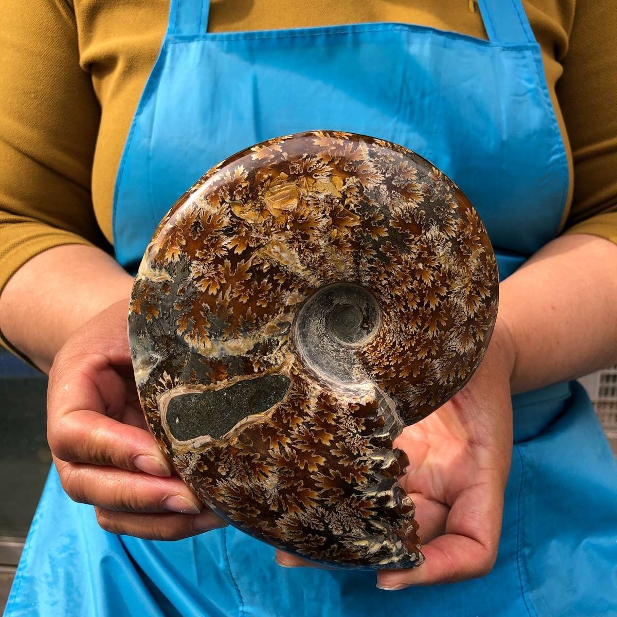 2pcs 3.47LB Natural Beautiful Ammonite Fossil Conch Crystal Specimen Healing