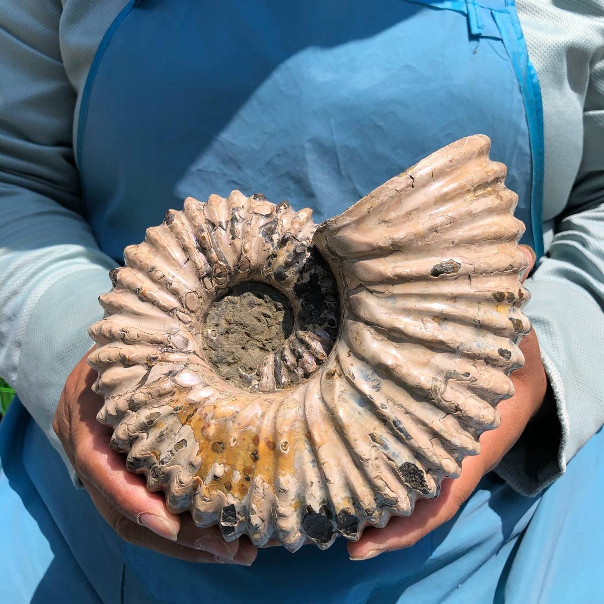 3.98LB Natural Beautiful Ammonite Fossil Conch Crystal Specimen Healing 5390