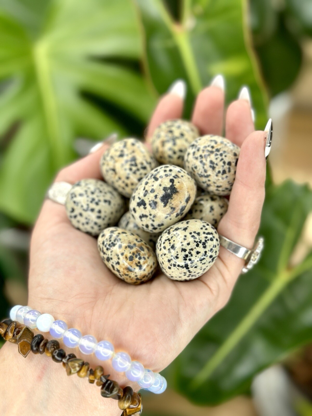 Dalmatian Jasper Tumbled Crystal Stones, 1/2 inch to 2 inch, Grade AAA+
