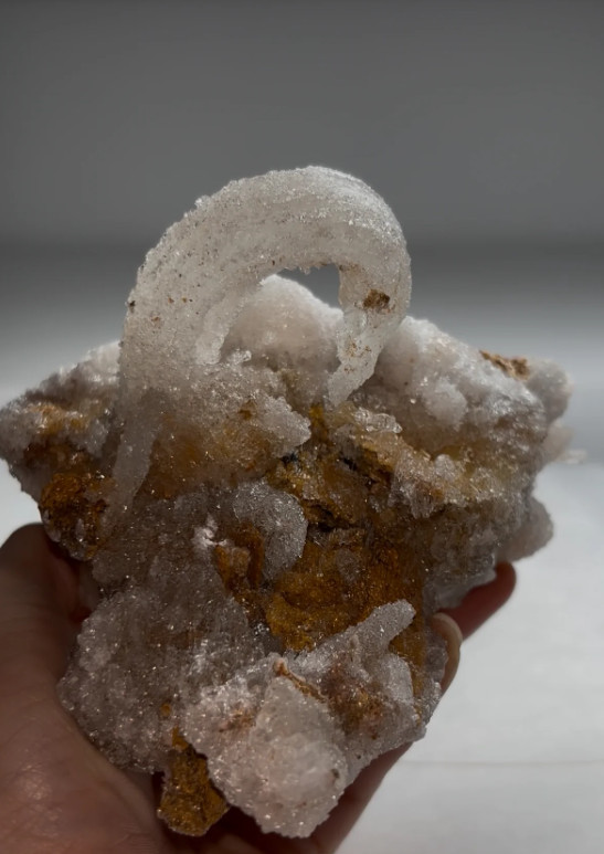 Druzy Ram’s Horn Selenite on Matrix – Tawima Mine, Guelaia Cercle, Nador Provinc