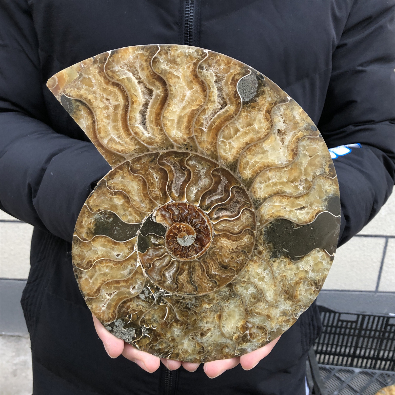 1.06kg Natural Ammonite Fossil Conch Specimen Reiki Healing Gift 1pc