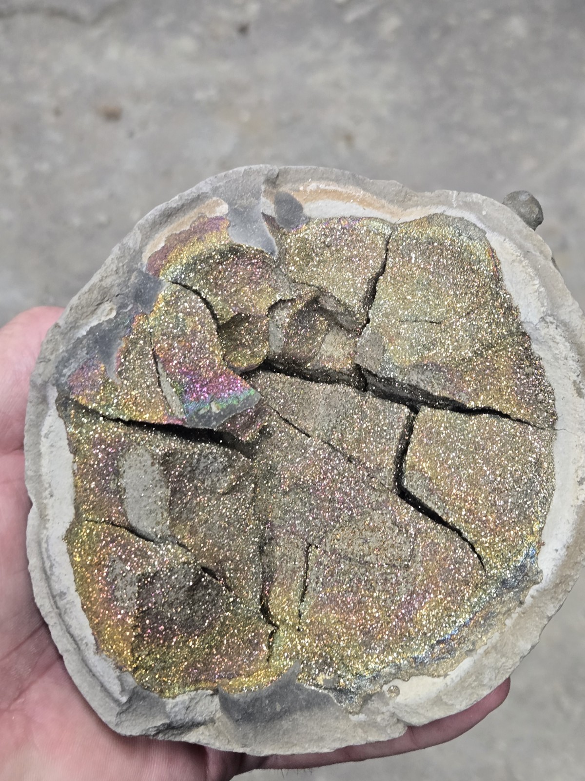 Iridescent Rainbow Pyrite half nodule about 5 inches in diameter cool piece