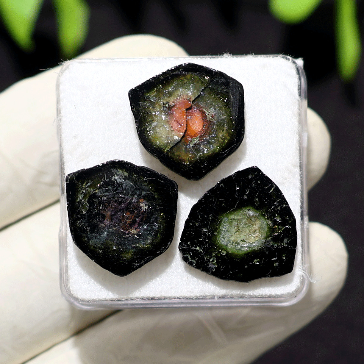 Windows Into Living Earth~ 3 PC Natural Watermelon Tourmaline Gem Crystal Slices