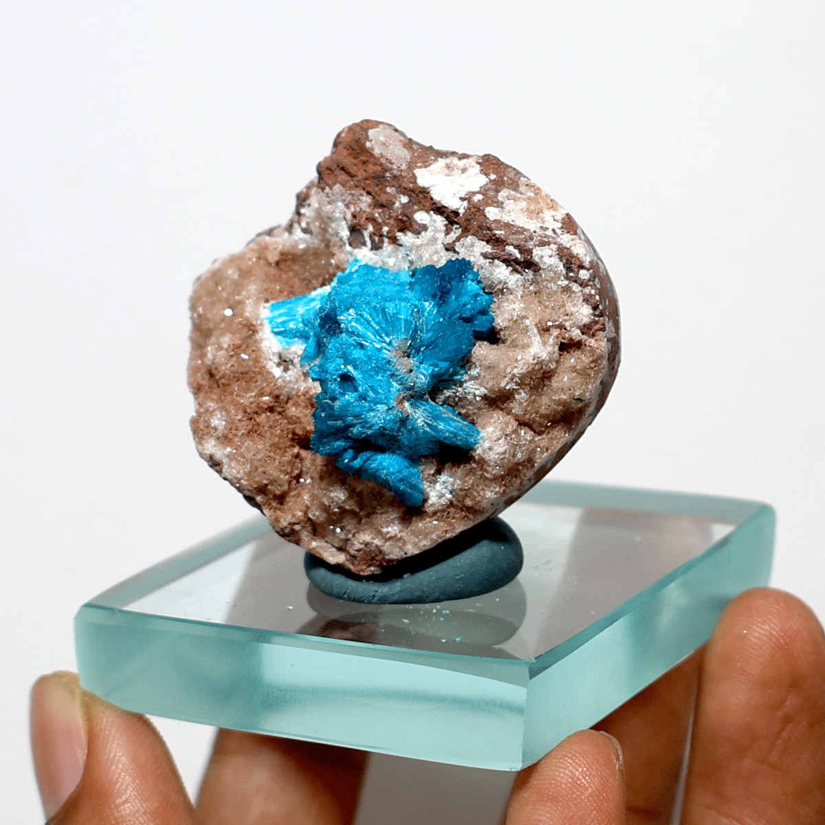 Electric Earth Treasure — Natural Cavansite Palm — Blooming Mineral Collection