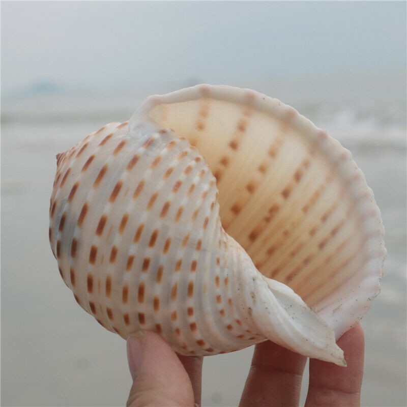 Natural Big Conch Shell Aquarium Fish Tank Ornament Succulent Flowerpot Ornament