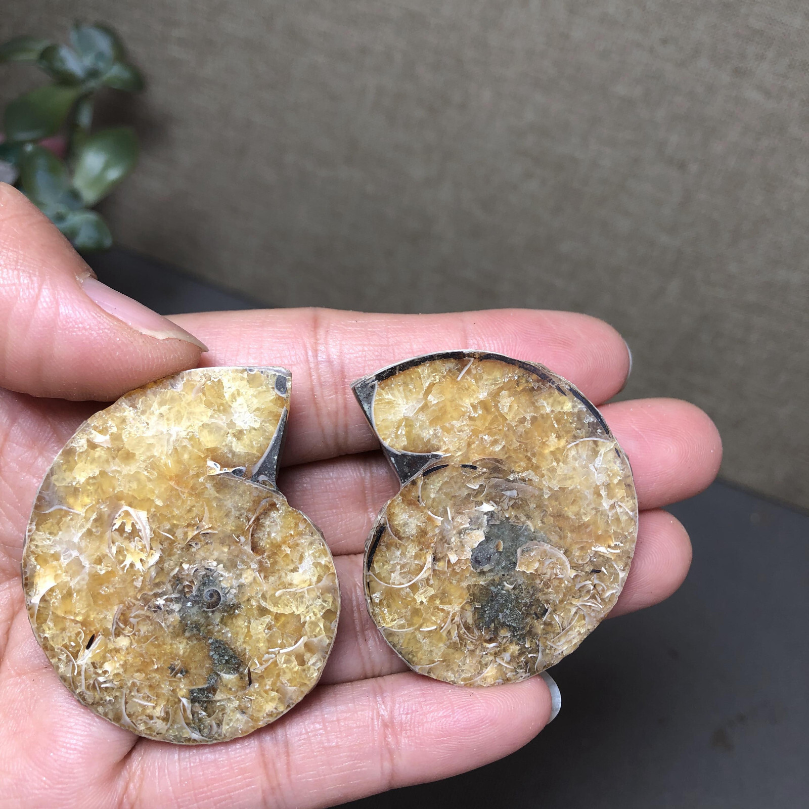 1 pairs of Split Ammonite conch Specimen Shell Healing 47mm 52g A4568