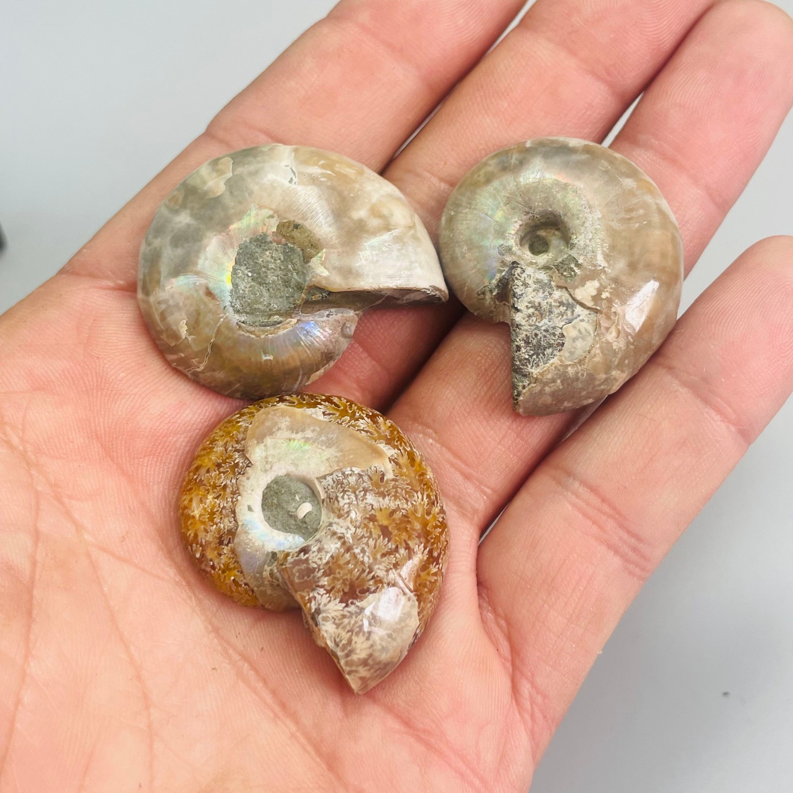 3PC Natural ammonite quartz Quartz Crystal Specimen Reiki Healing Gift