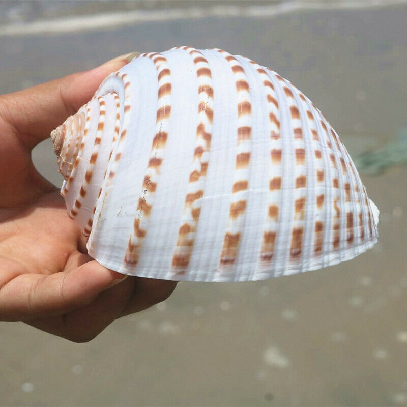 Natural Big Conch Shell Aquarium Fish Tank Ornament Succulent Flowerpot Ornament
