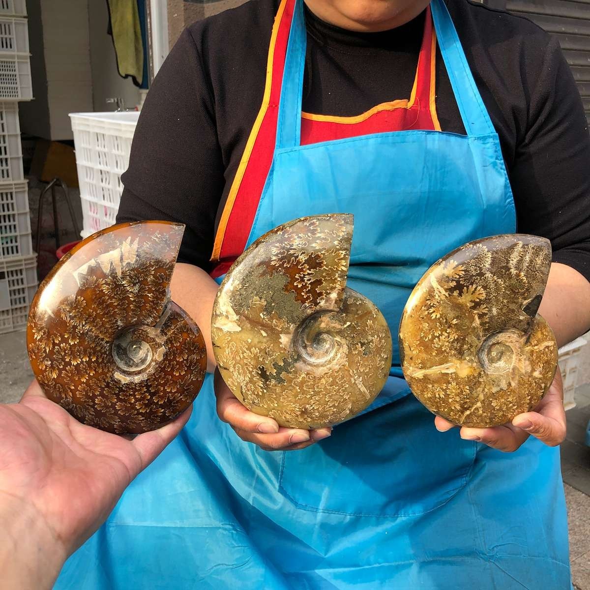 4.2LB 3pc Rare! Natural Tentacle Ammonite Specimen Healing Madagascar
