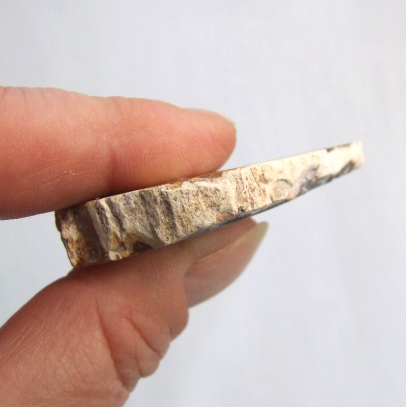 Fossil Petrified Wood Slice Madagascar Polished 5.5cm x 3.5cm 19g