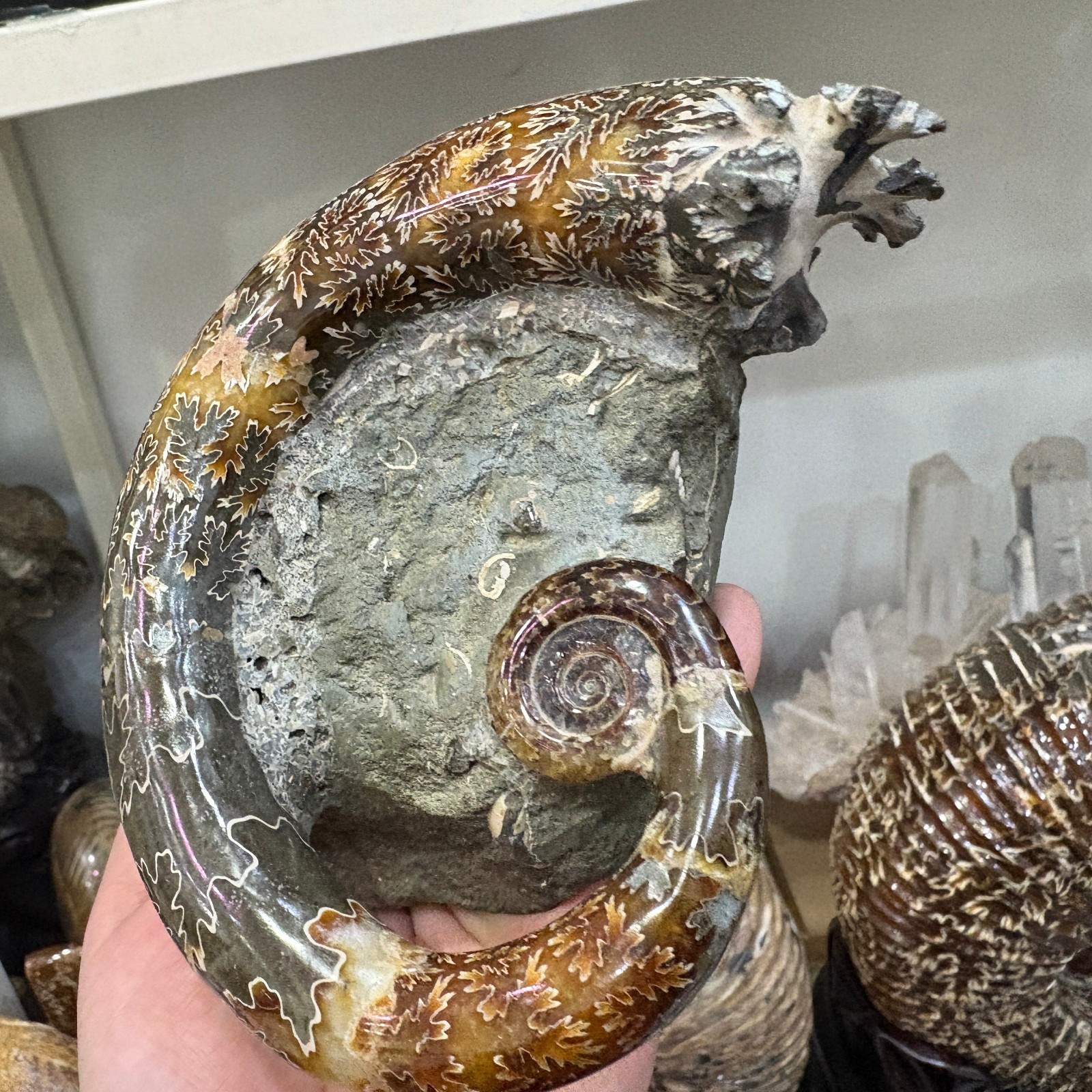 1PC Natural ammonite fossil conch Crystal specimen healing decor random gift