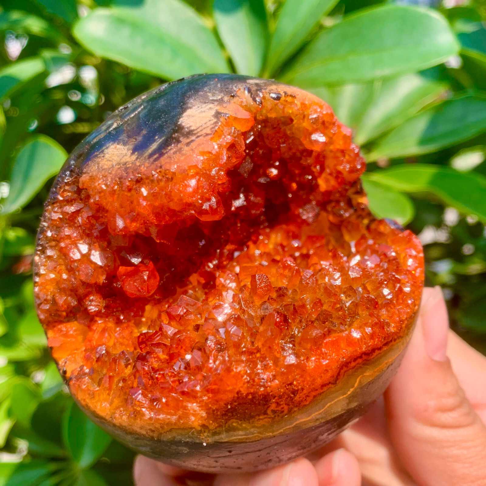 1.26LB Natural Citrine geode quartz crystal open smile sphere Museum Collection