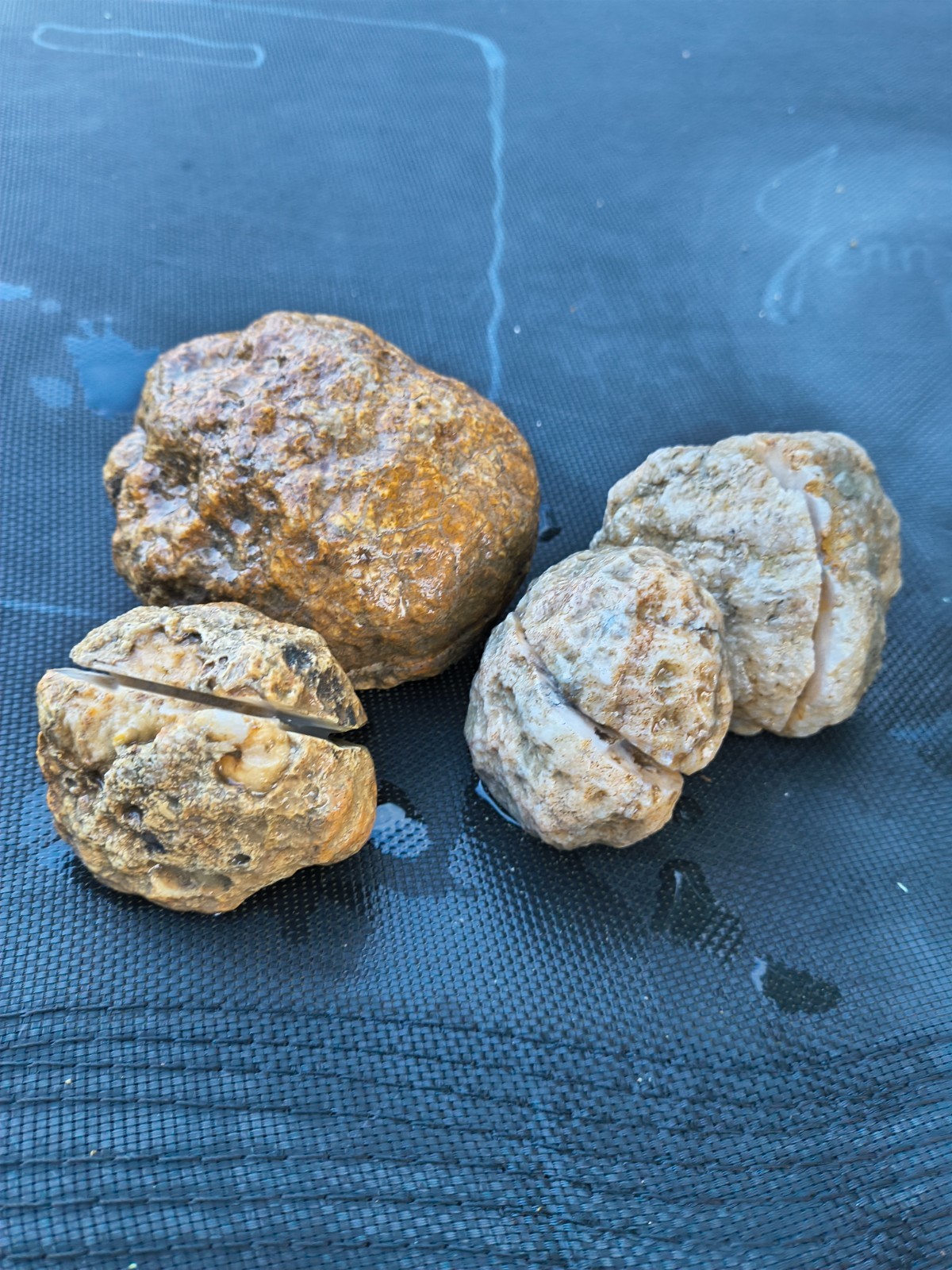 3 LB Kentucky KY Geodes Pre-Scored Crack Your Own Set 4 Piece Lot Hand Collected