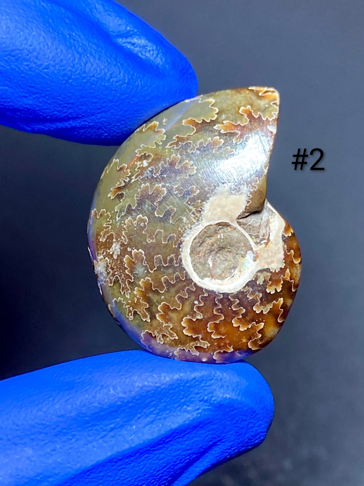 Pristine Ammonite Fossils