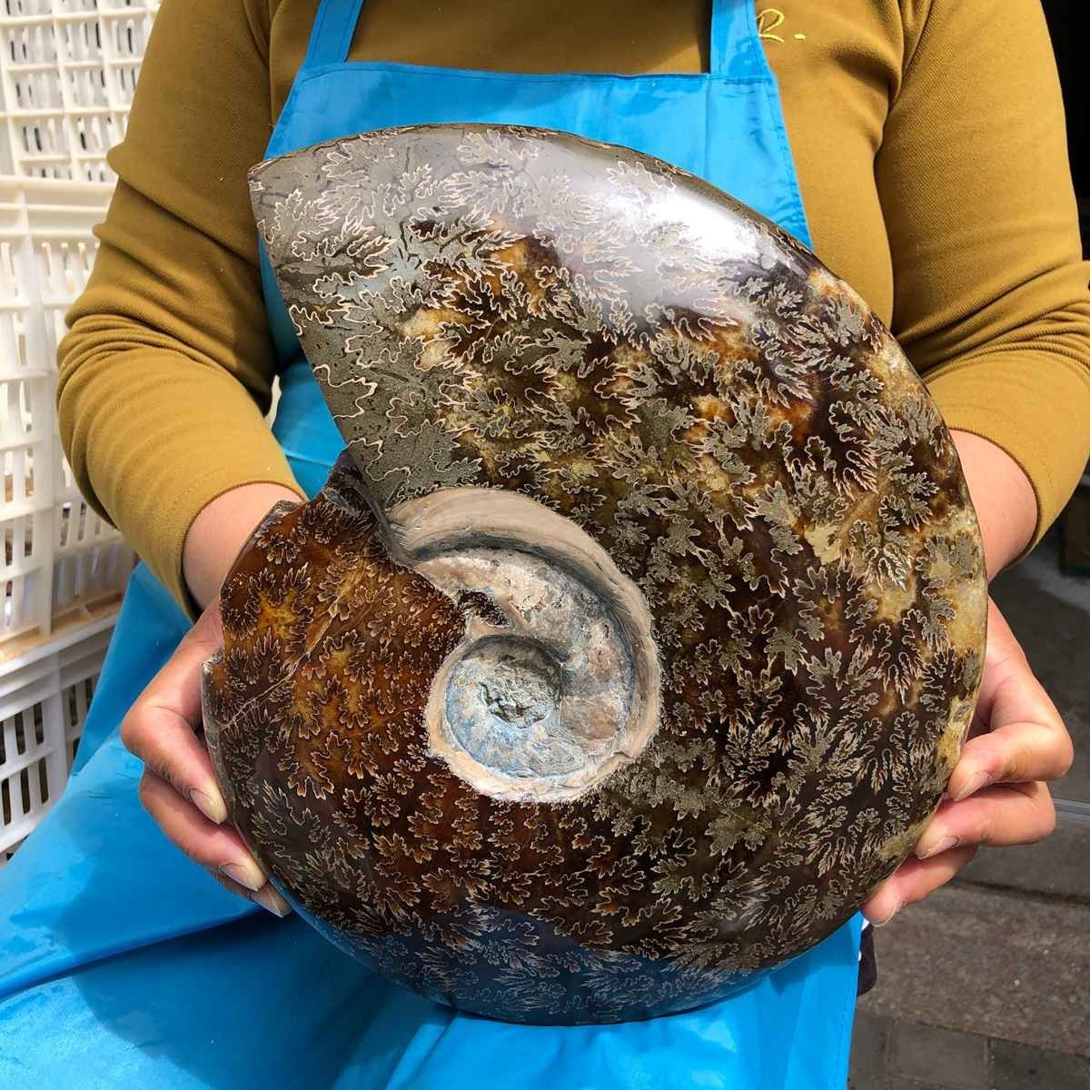 9.32LB Large Natural Beautiful Ammonite Fossil Conch Crystal Specimen Healing