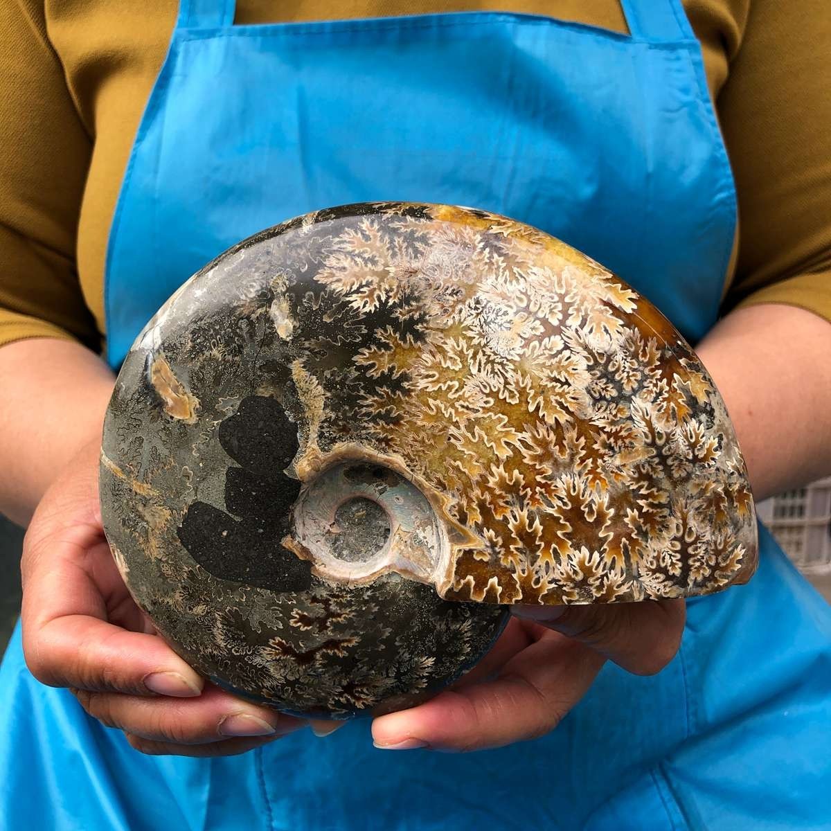 2pc 3.47LB Rare! Natural Tentacle Ammonite Specimen Healing Madagascar