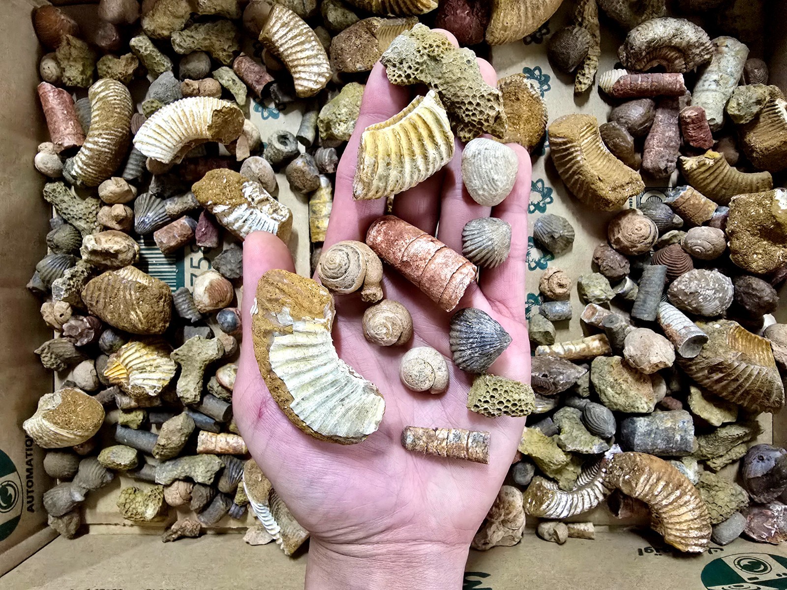 Fossils Mix Bulk Moroccan Assorted Ammonite Brachiopods Gastropods & More