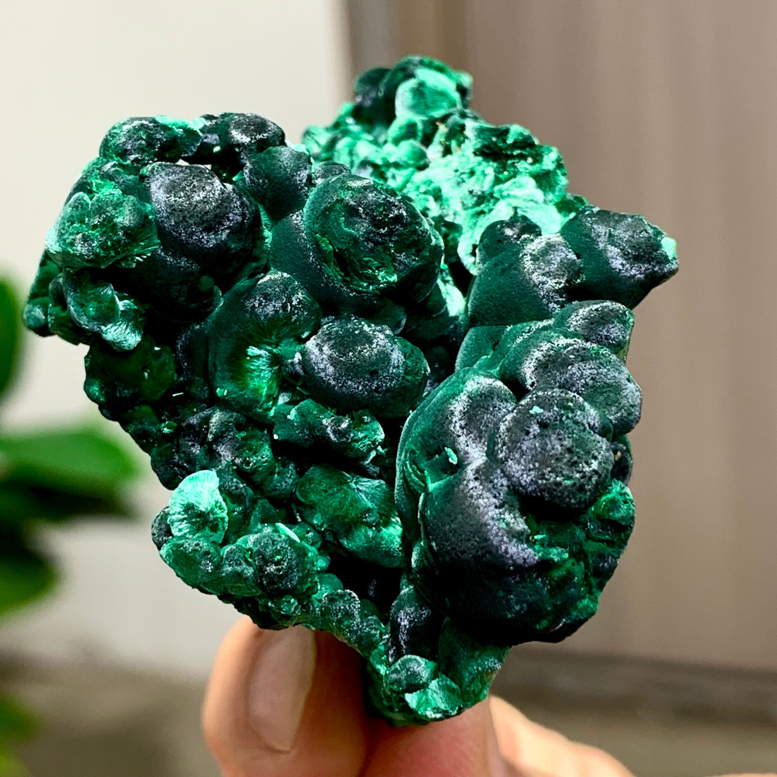 81G Natural glossy malachite cat eye transparent cluster rough mineral Sample