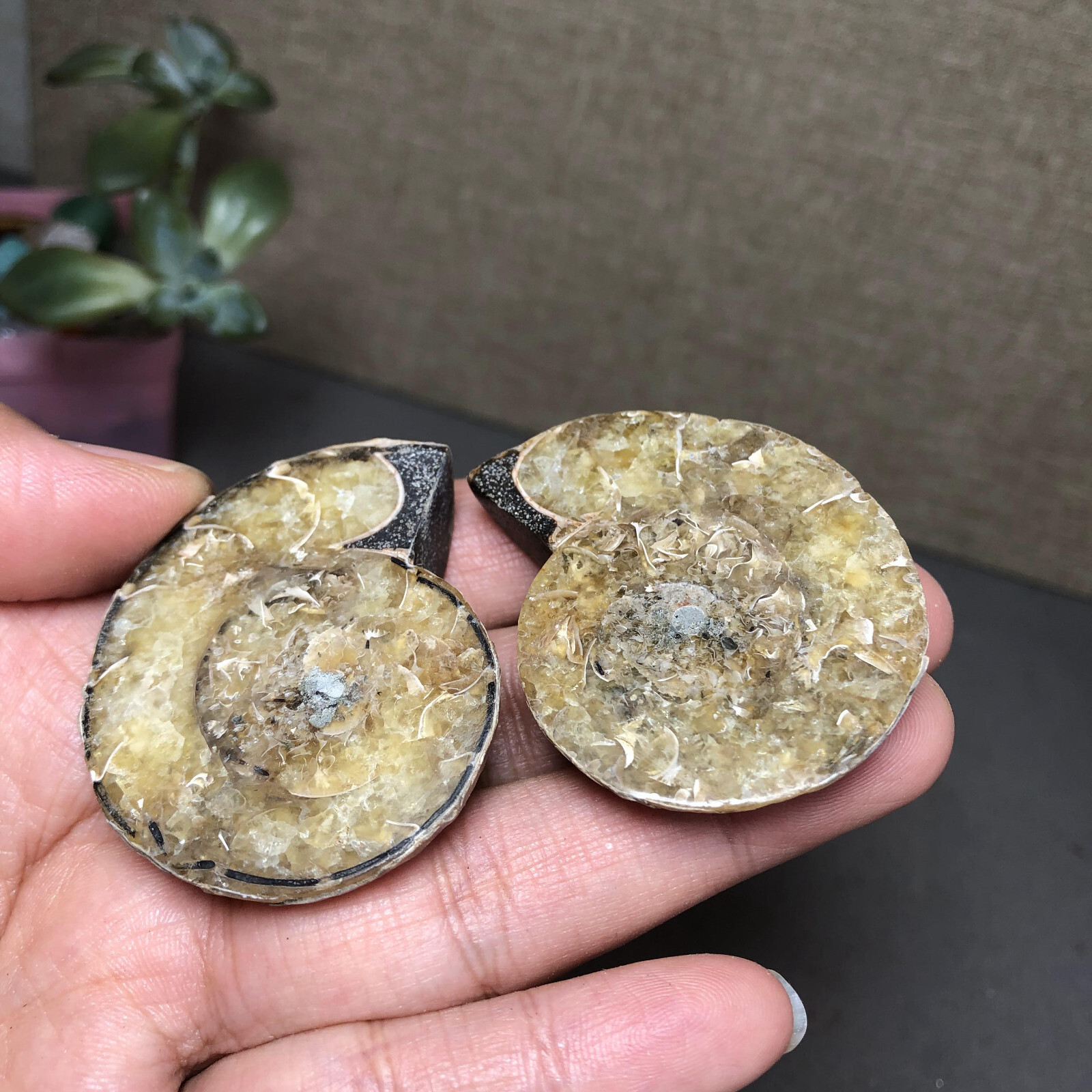 1 pairs of Split Ammonite conch Specimen Shell Healing 46mm 54g A4564