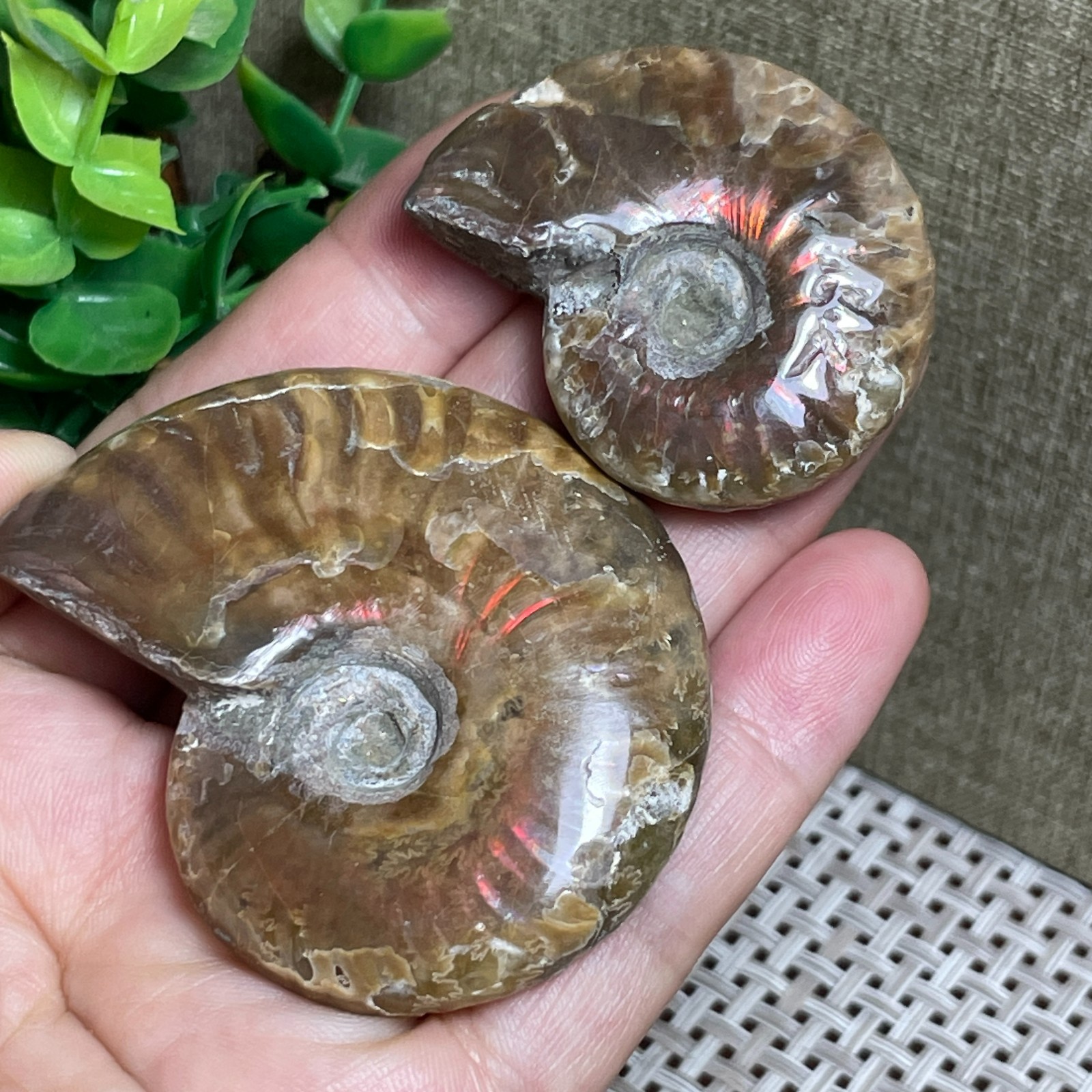 2pcs Rainbow Iridescent polishing Stone sculptor decoration specimens 89g