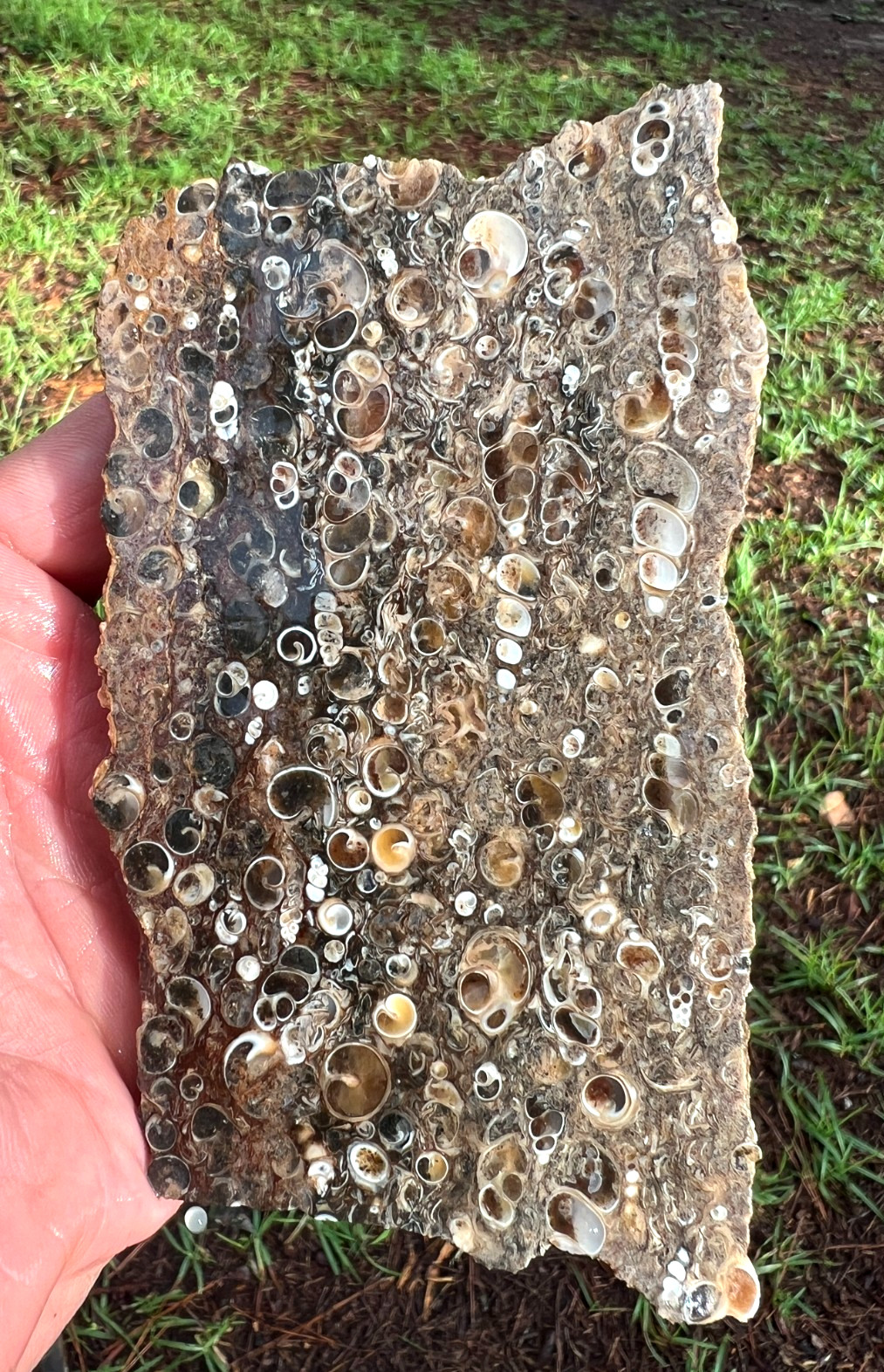 Turritella Agate Slab- UV Reactive – for polishing, or collecting – 203g