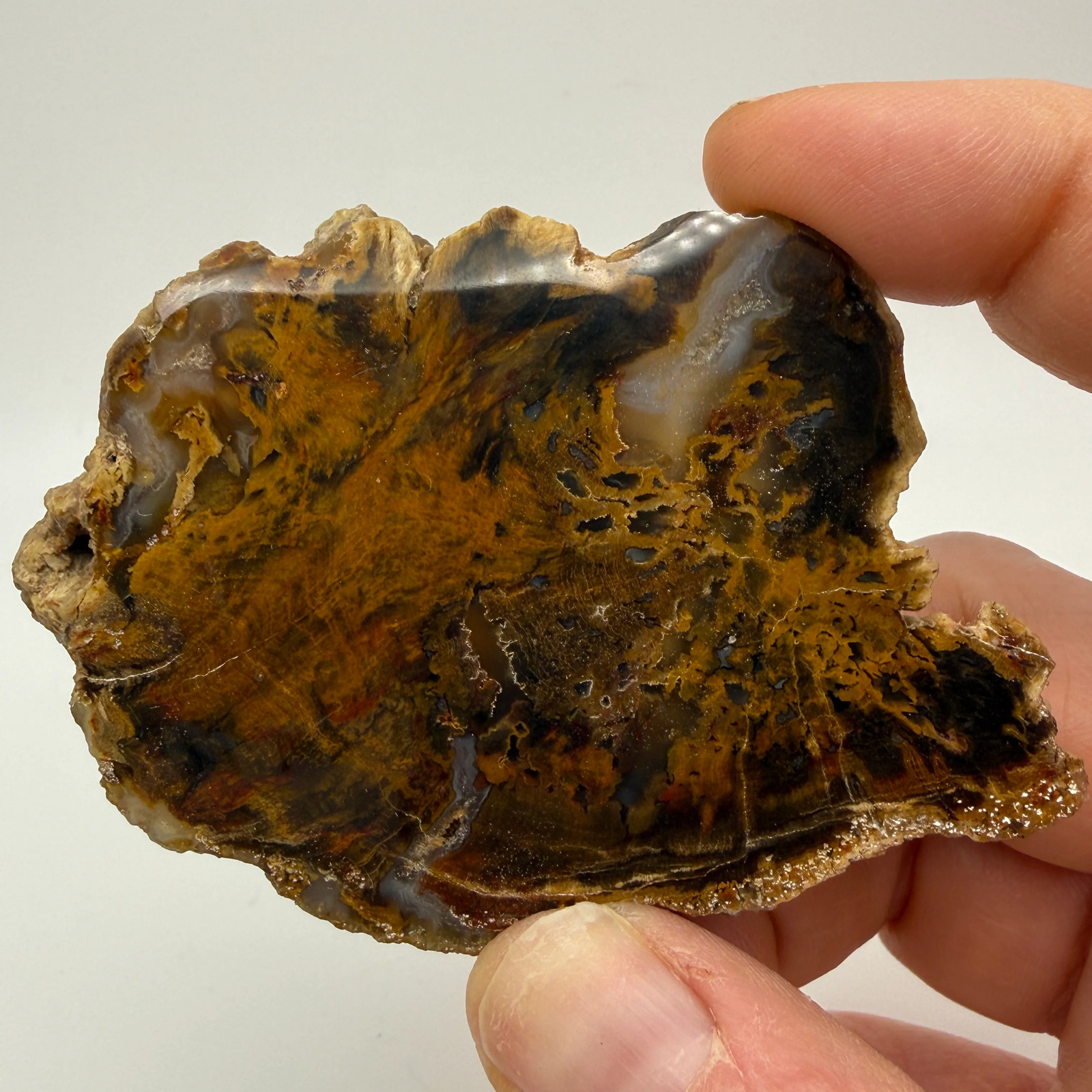 Petrified Wood (identified as Tempskya)- South Dakota