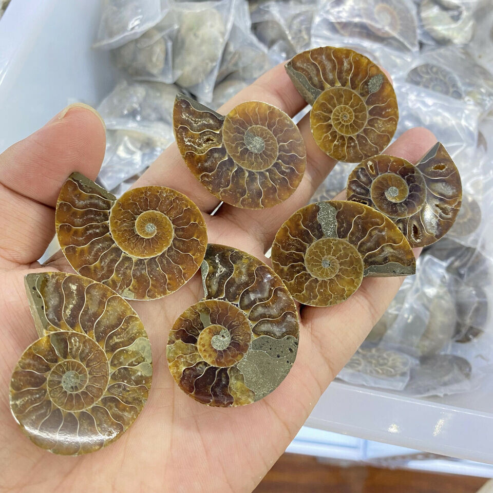 TOP!2.2LB Natural ammonite conch fossil crystal specimen Reiki CARE decor 1KG