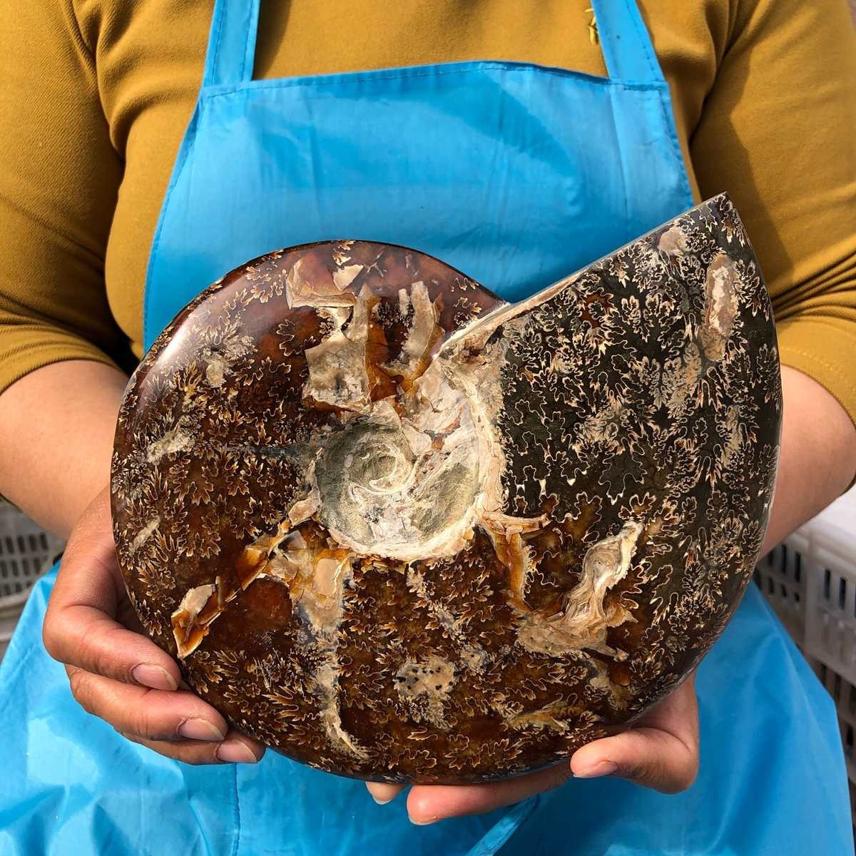 3.91LB Polishing and Restoration of Natural Conch Specimens from Madagascar 4604