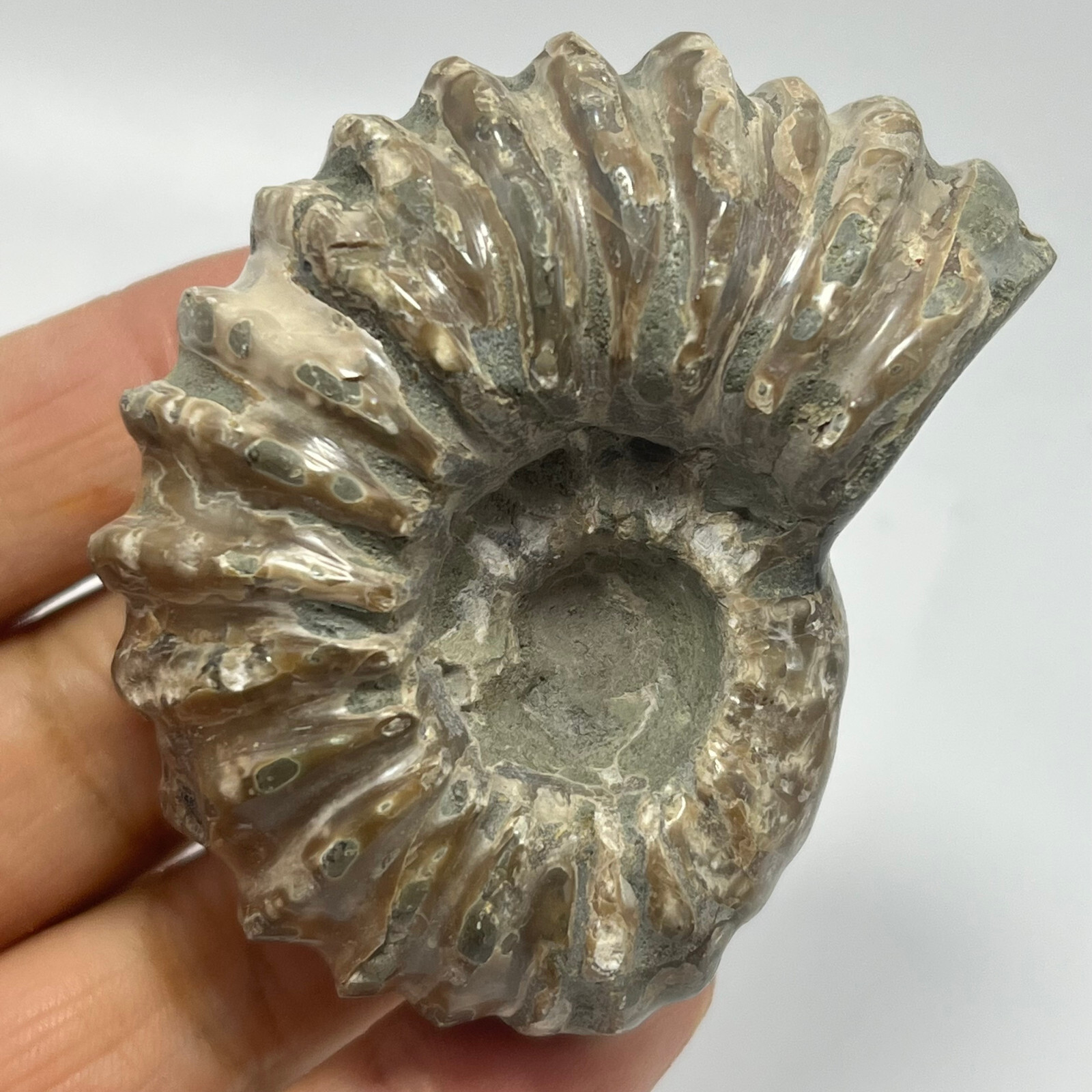 114g Natural conch Ammonite specimens of Madagascar Y43