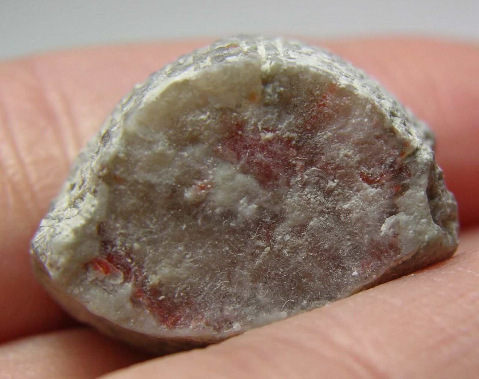 #1 Utah USA 100% Natural 27.20ct Rare Rough Red Fossil Coral Specimen 5.40g 20mm